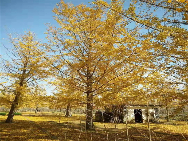 银杏树